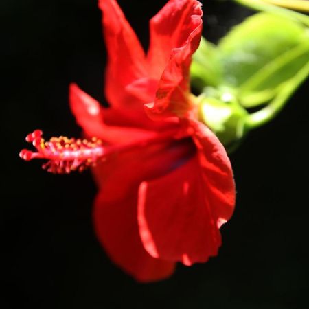 Gardens Downtown Center Chania Elpida Villa ภายนอก รูปภาพ