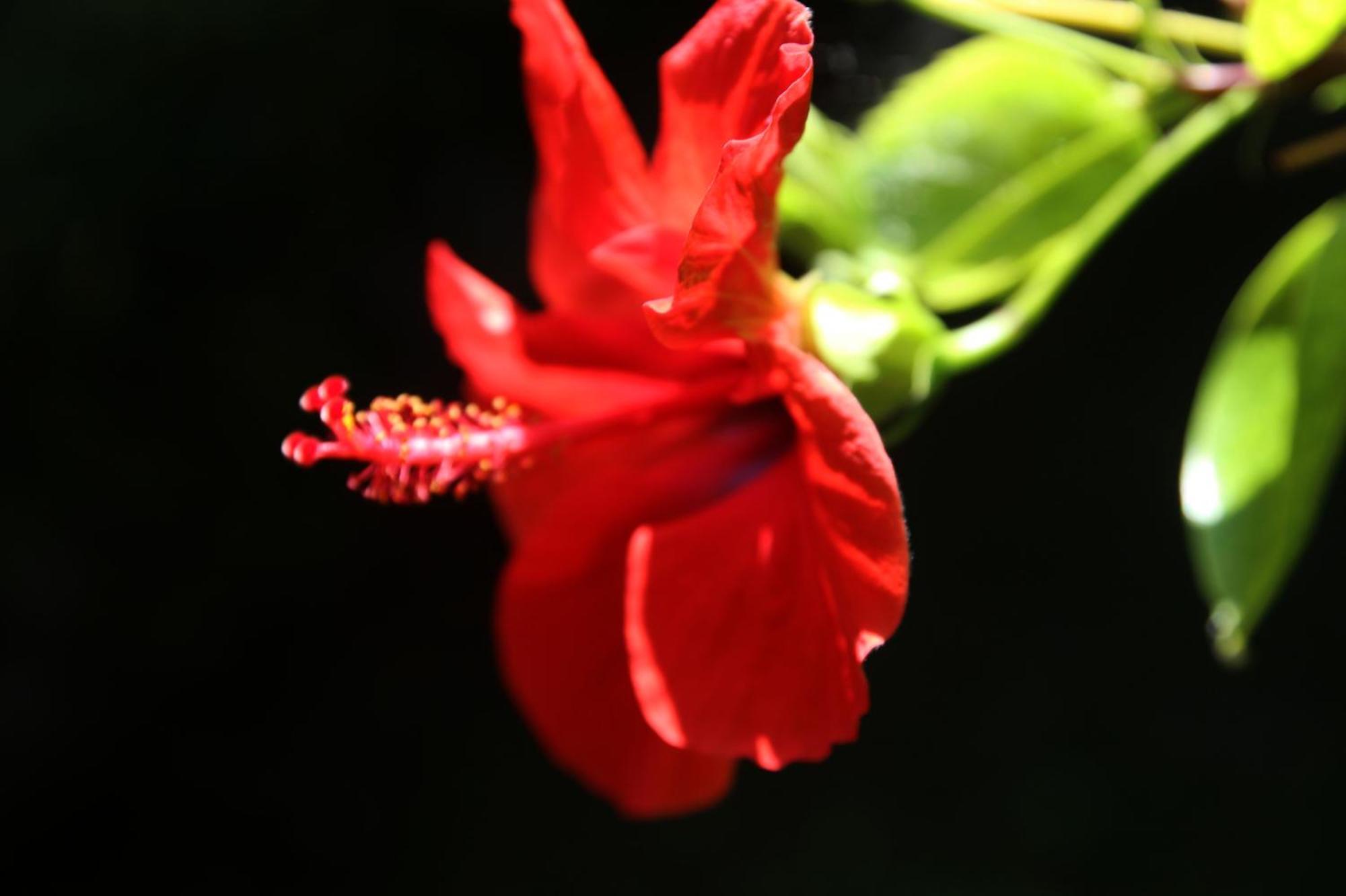 Gardens Downtown Center Chania Elpida Villa ภายนอก รูปภาพ